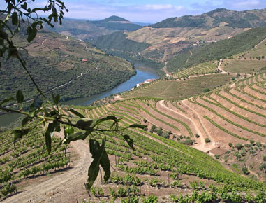 Exportação de vinhos de referência da Quinta da Romaneira para vários países.