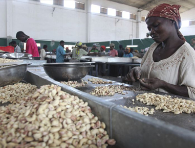 Importação para Portugal de castanha de cajú da Guiné-Bissau.